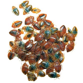 Væggelus Klynge af væggelus på hvid baggrund